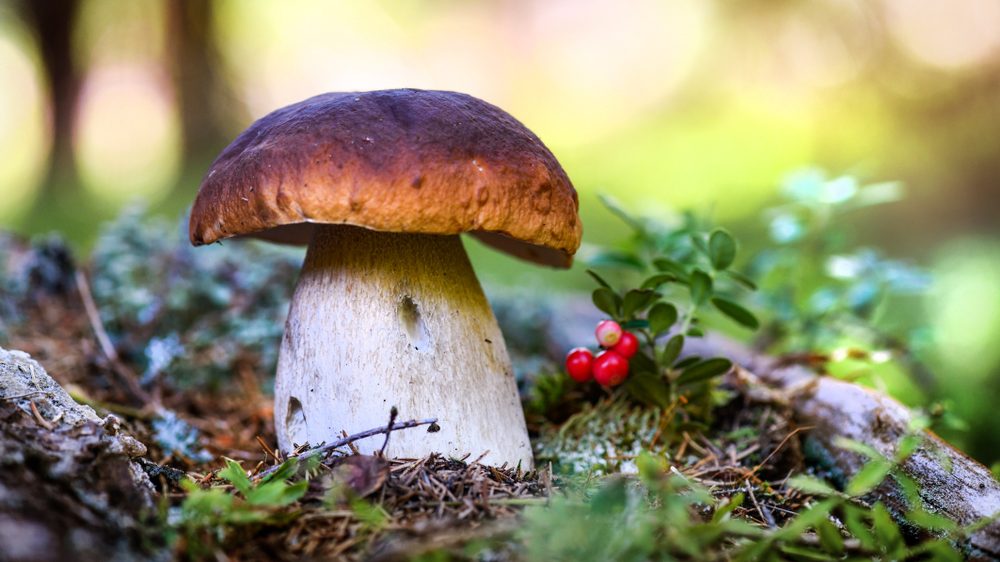 Ein einzelner Pilz im Wald.